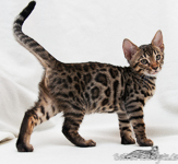Bengal brown rosetted